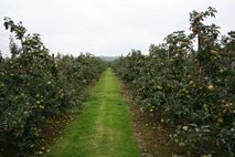 Bramley Orchard Bramley Orchard